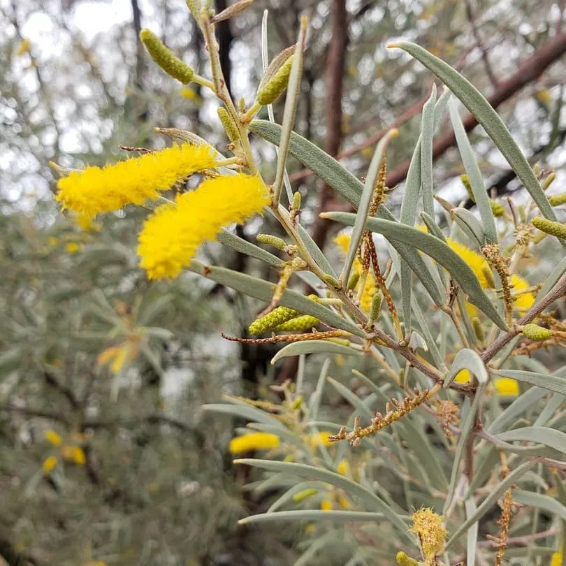 Acacia Aneura