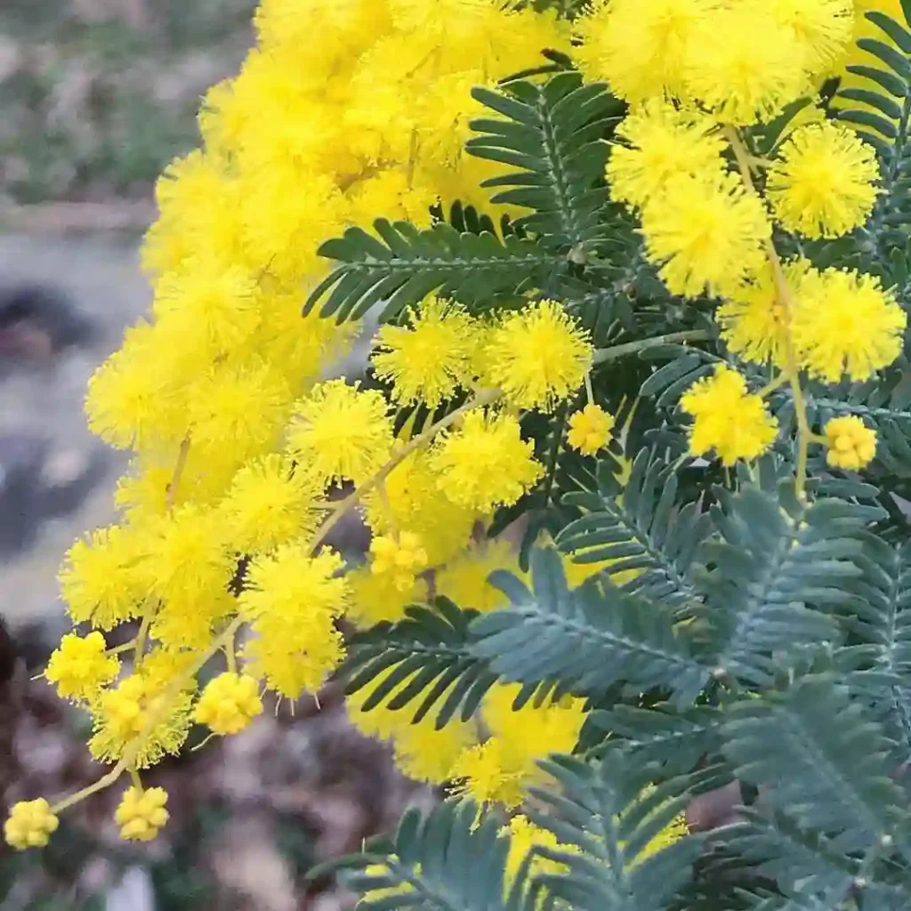 Acacia Baileyana