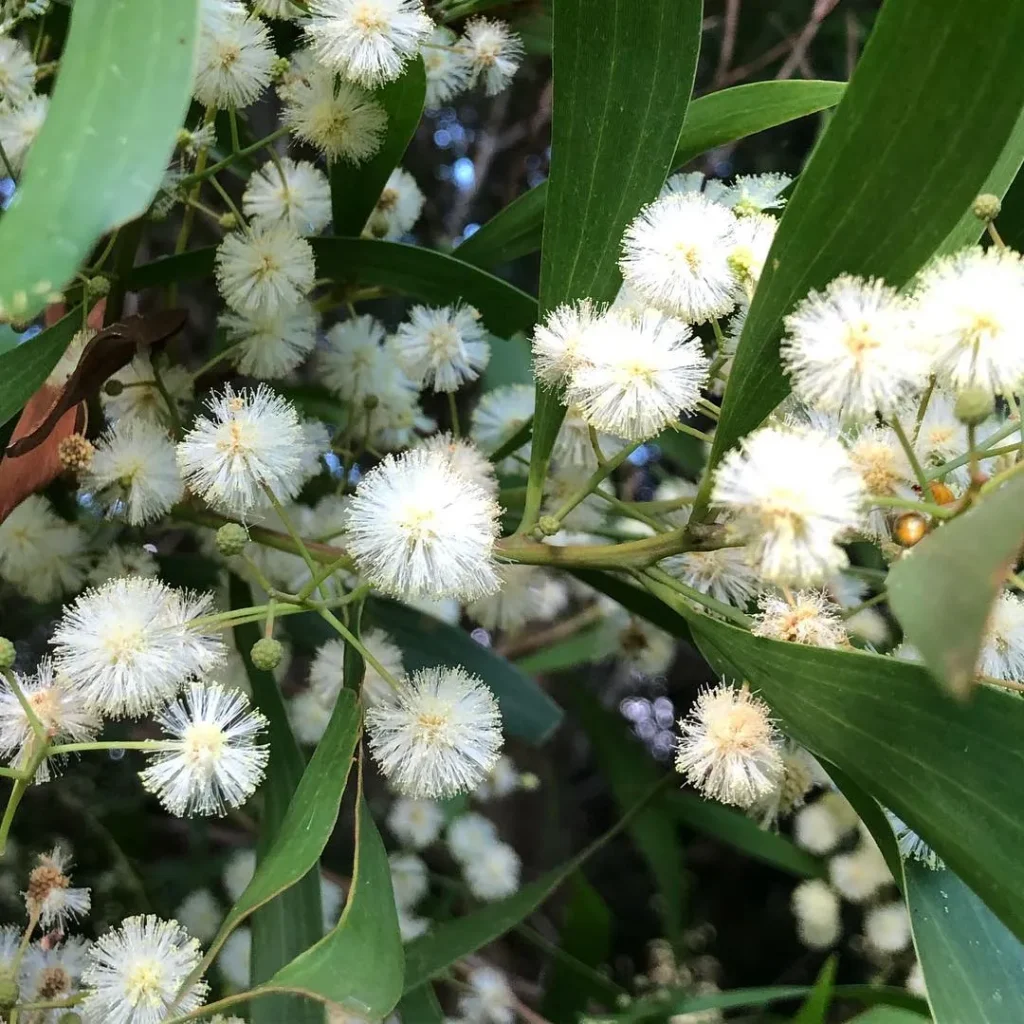 Acacia Melanoxylon