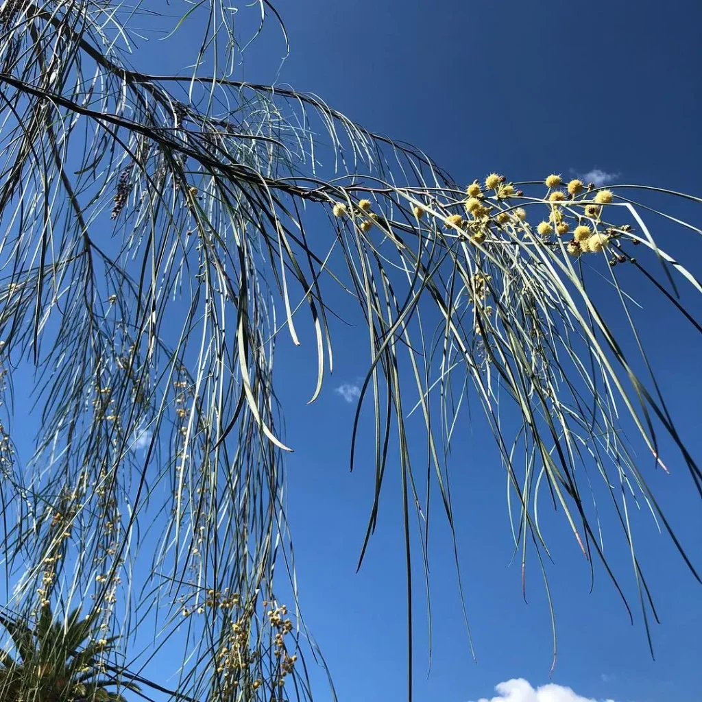 Acacia Stenophylla