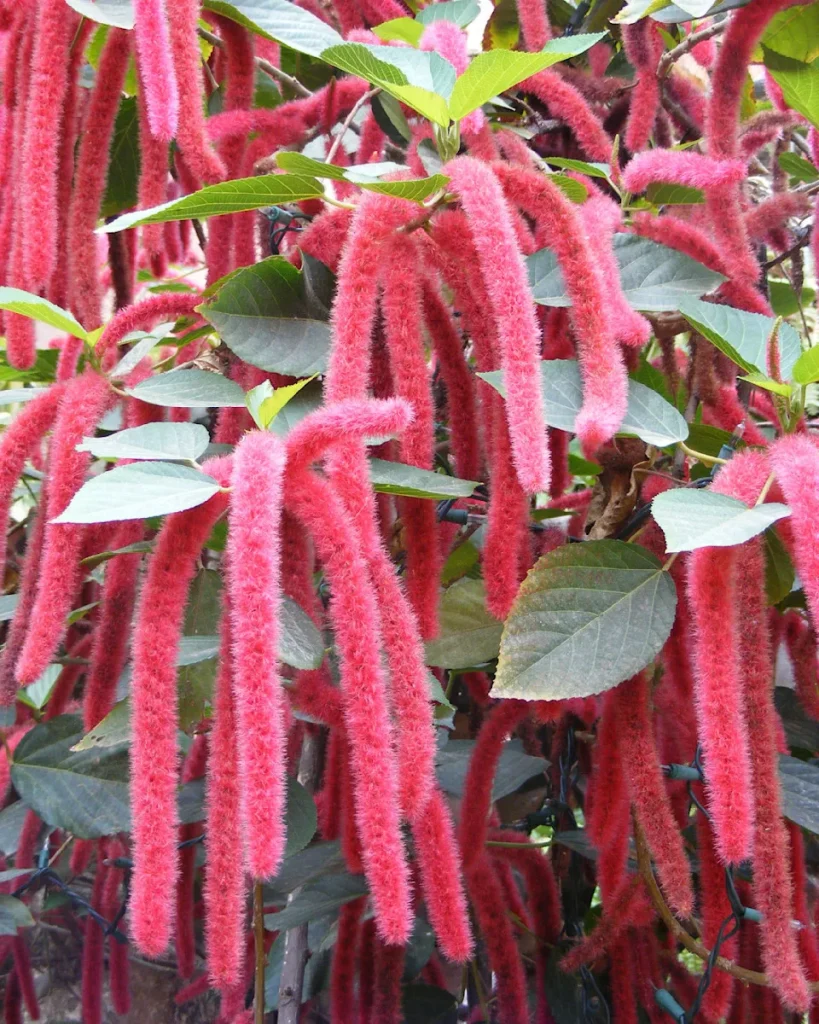 Acalypha Hispida