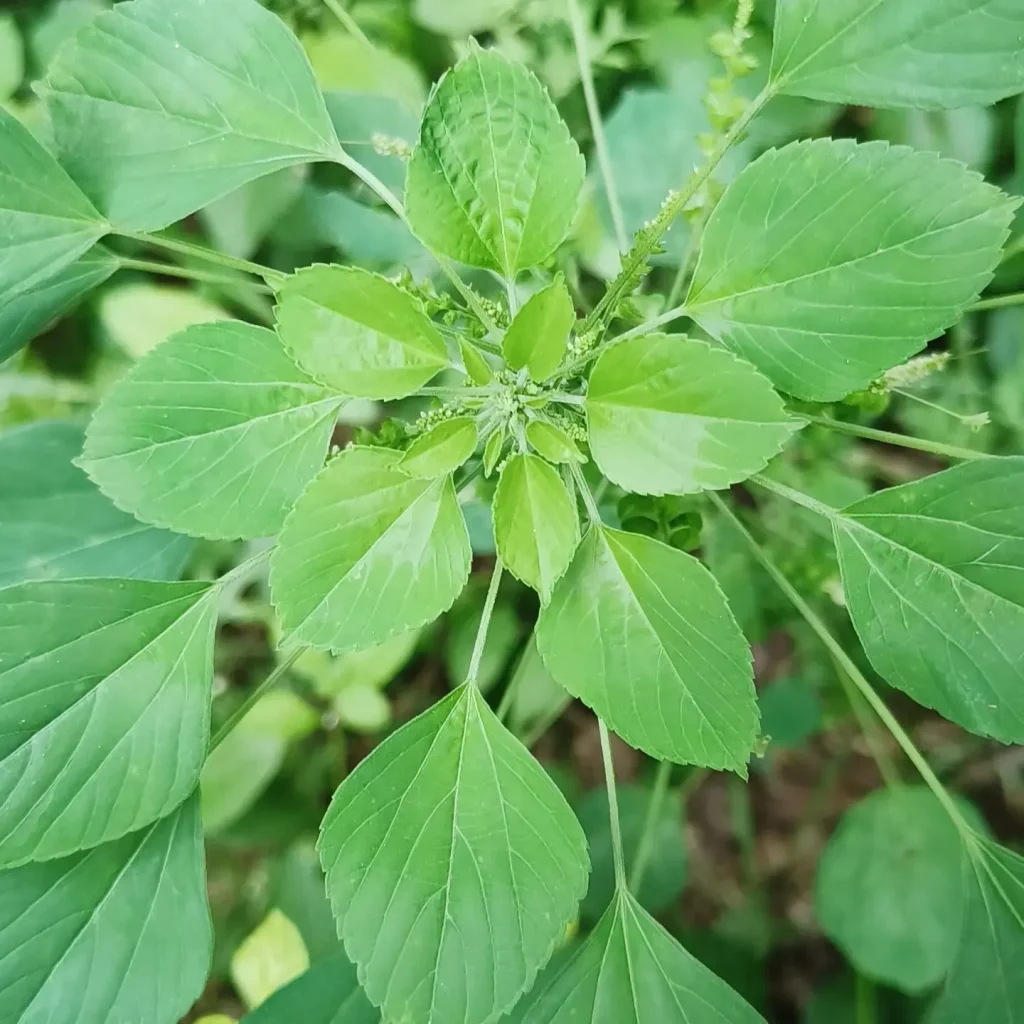 Acalypha Indica