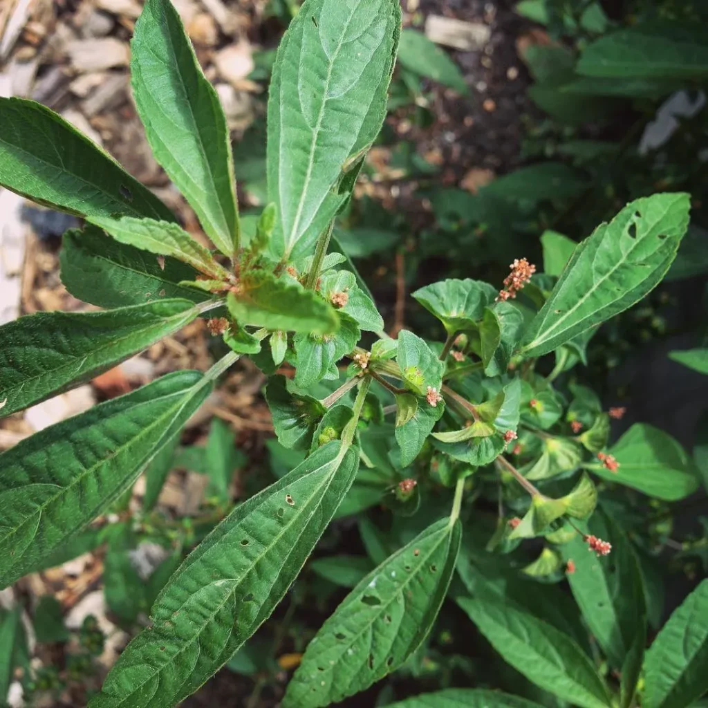 Acalypha Virginica