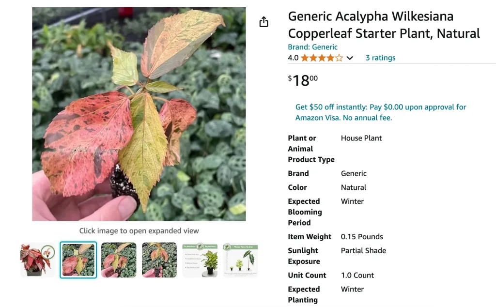 Acalypha Wilkesiana | Monsteraholic