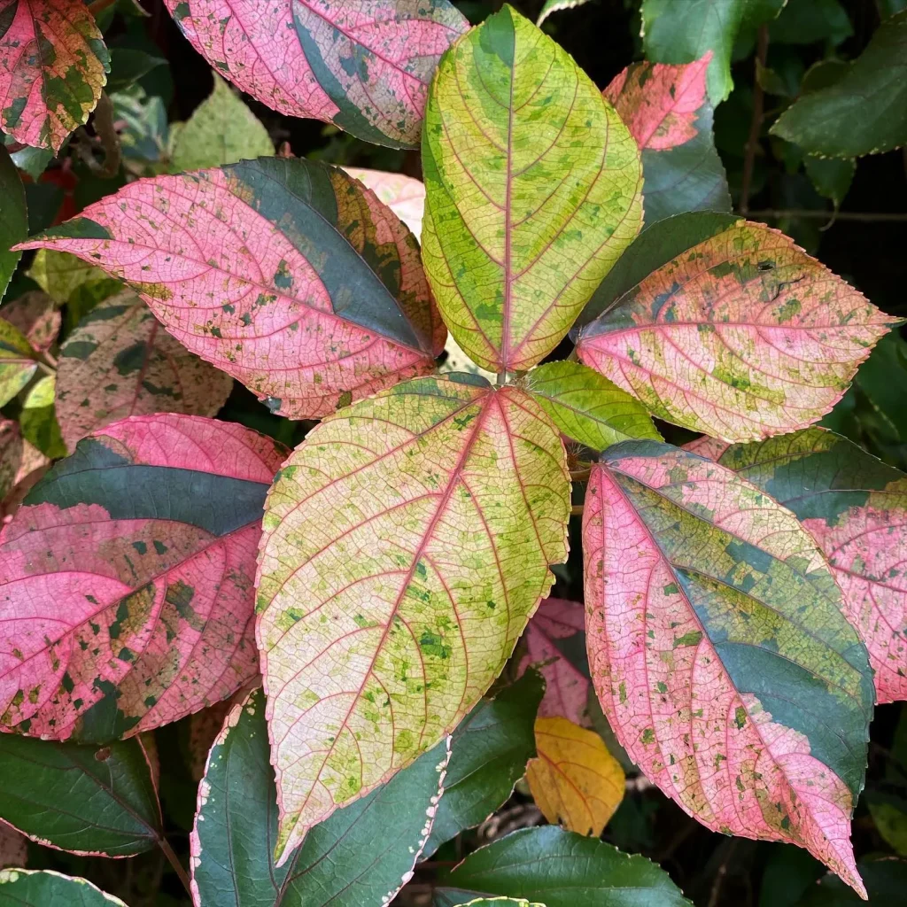 Acalypha Wilkesiana