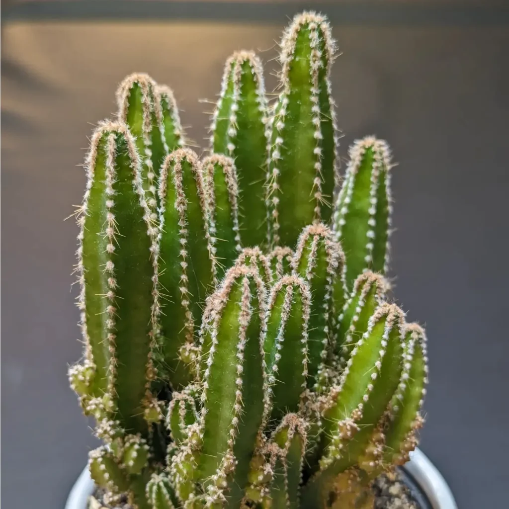 Acanthocereus Tetragonus