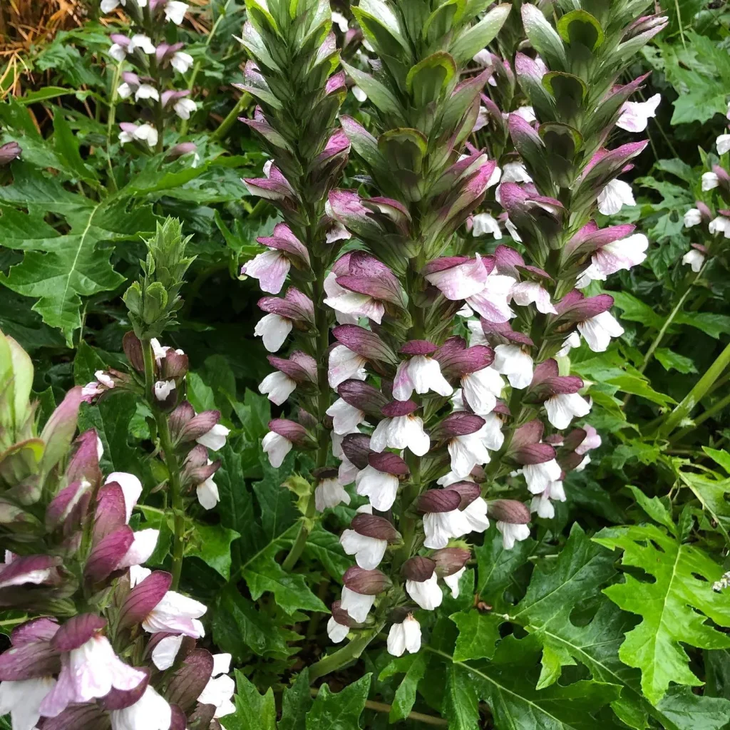 Acanthus Spinosus