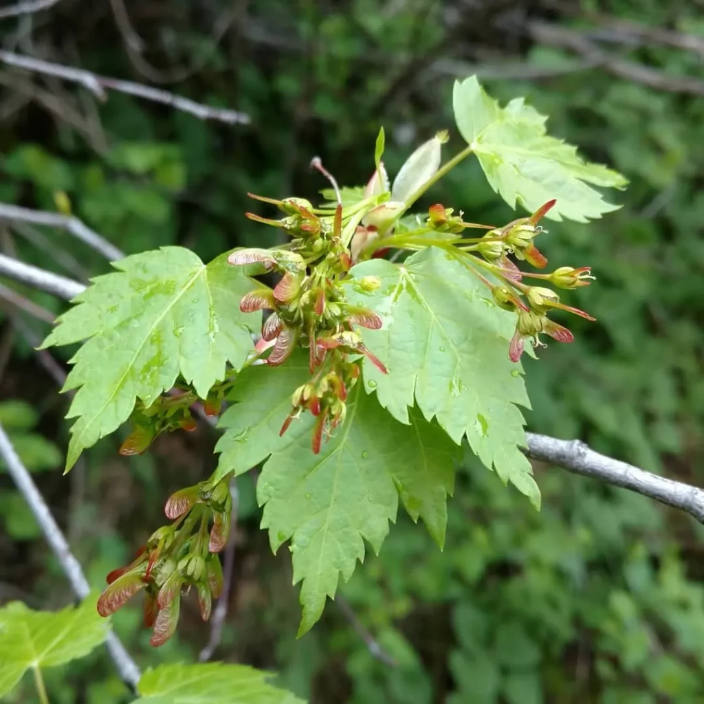 Acer Glabrum