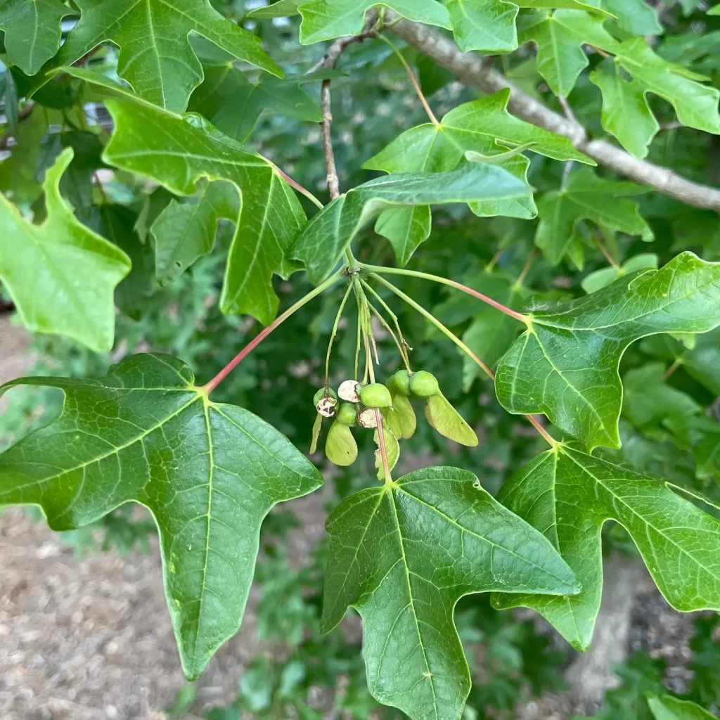 Acer Grandidentatum