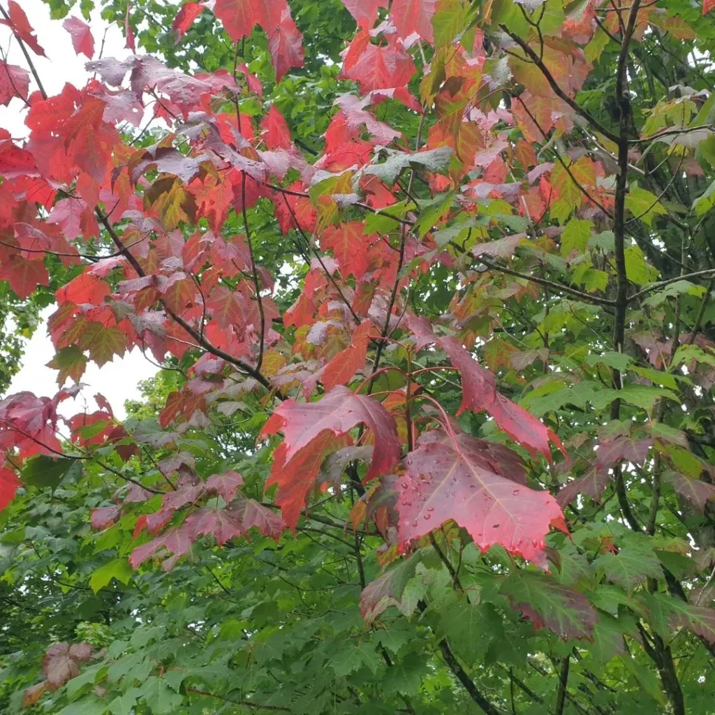 Acer Pycnanthum