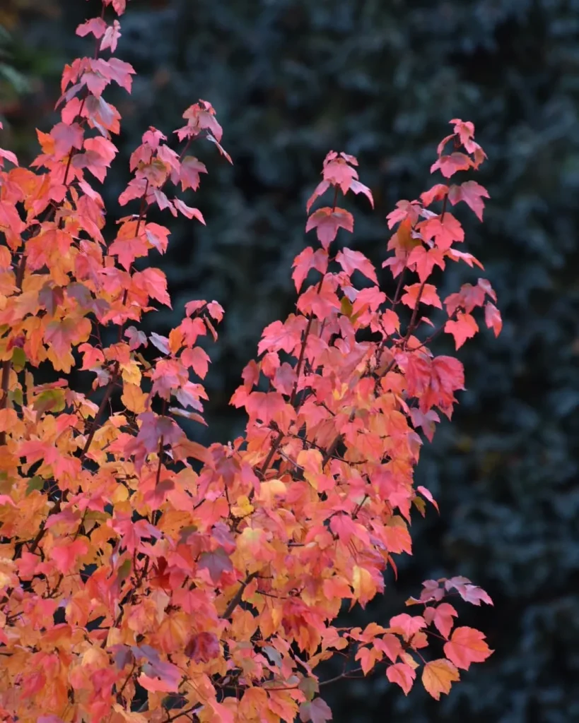 Acer Rubrum October Glory