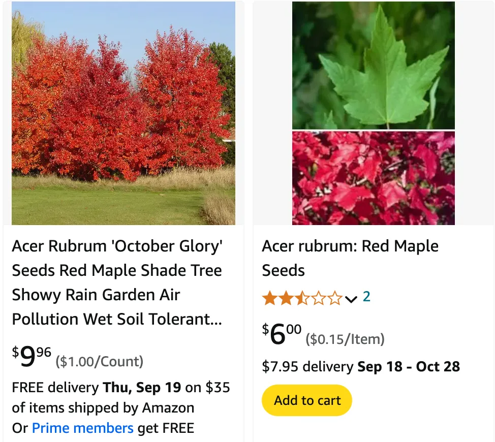 Acer Rubrum October Glory | Monsteraholic