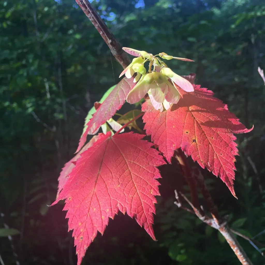 Acer Spicatum