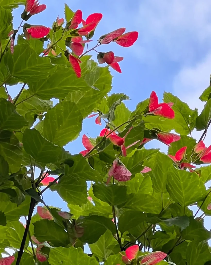 Acer Tataricum