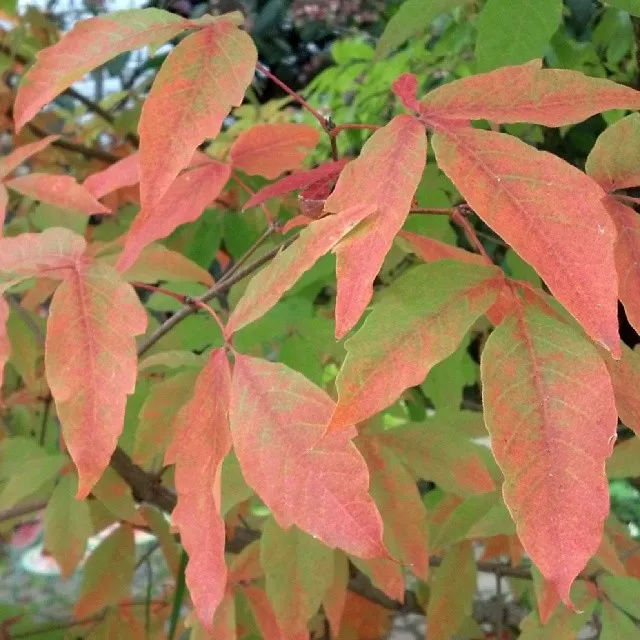 Acer Triflorum