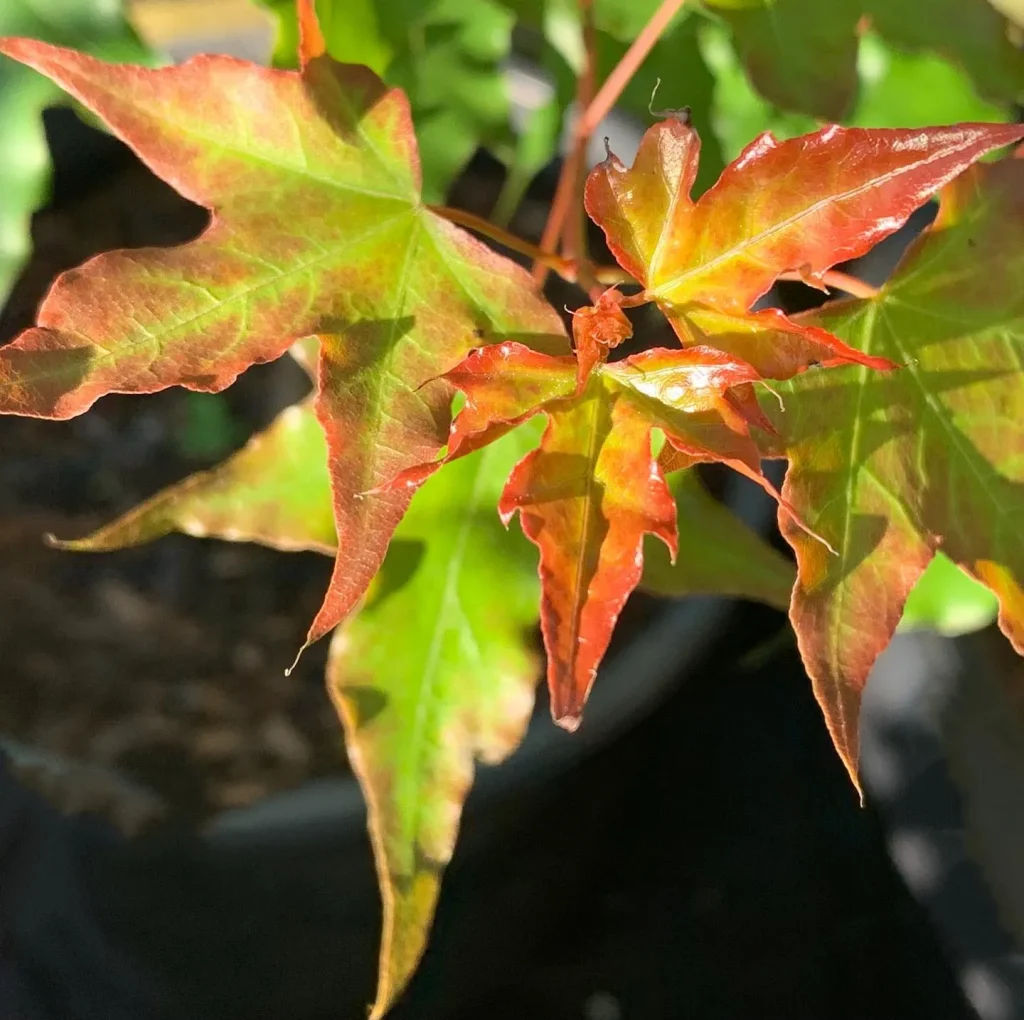 Acer Truncatum