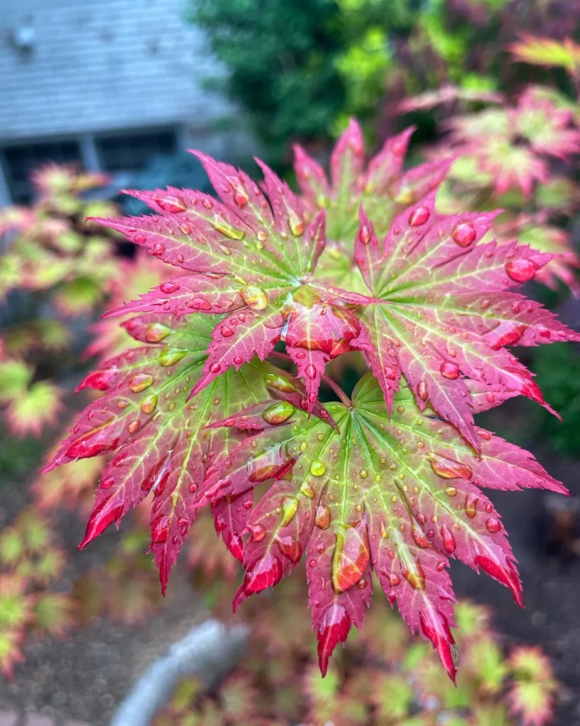 Acer shirasawanum