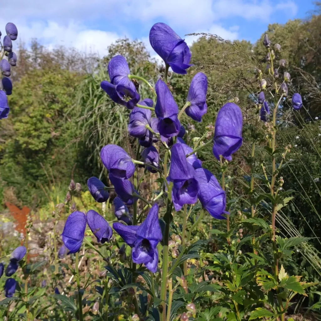 Aconitum Carmichaelii