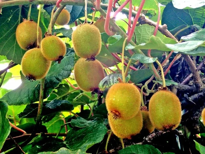 Actinidia Deliciosa