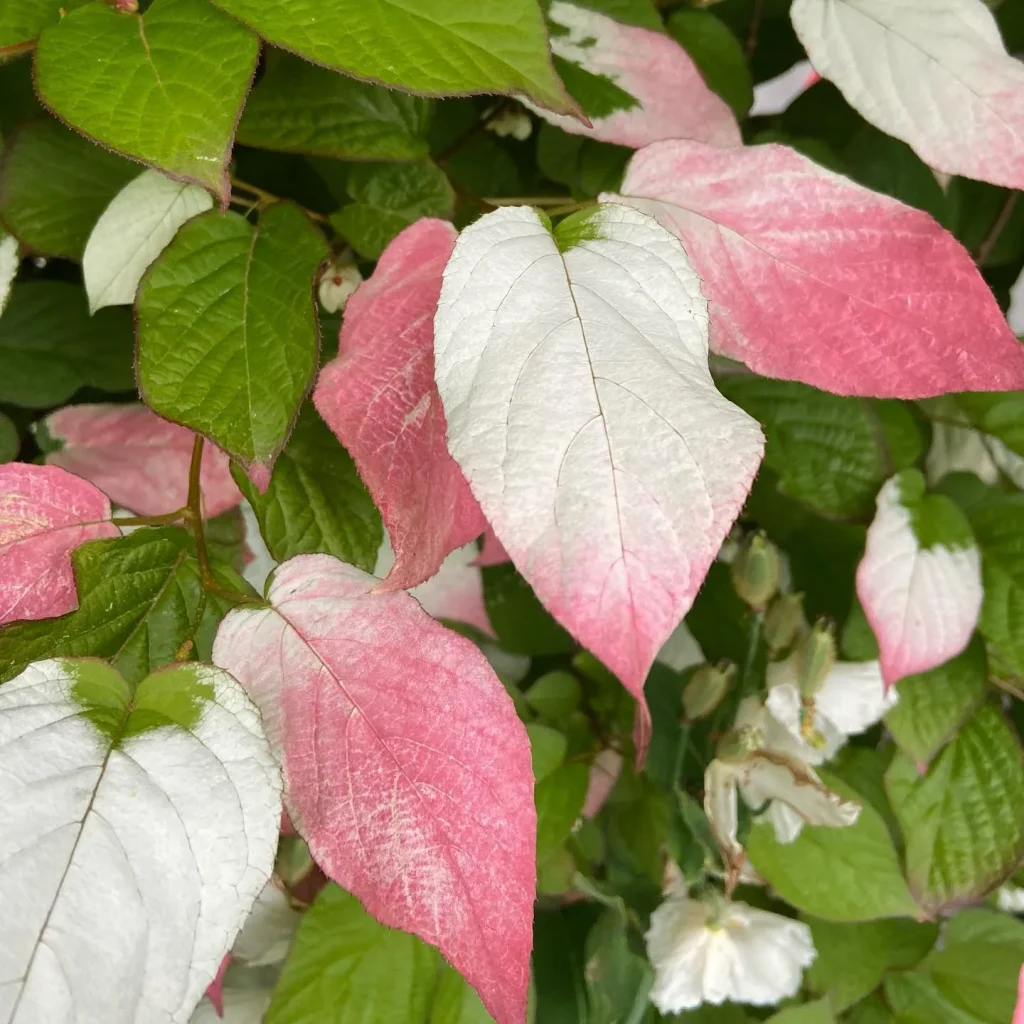 Actinidia Kolomikta