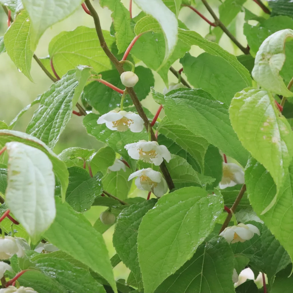 Actinidia Polygama