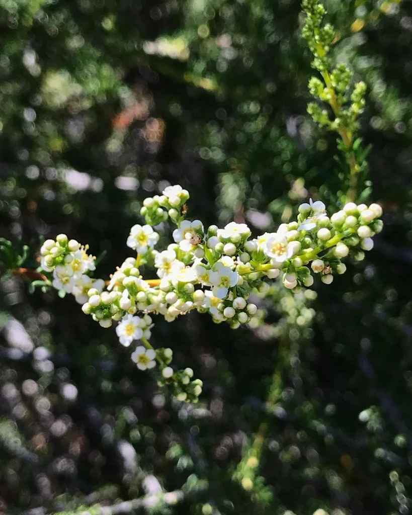 Adenostoma Fasciculatum