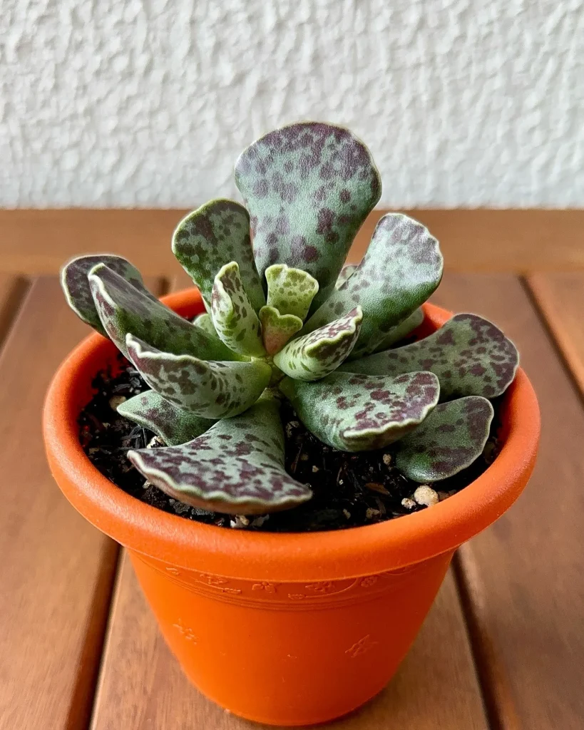 Adromischus Cooperi