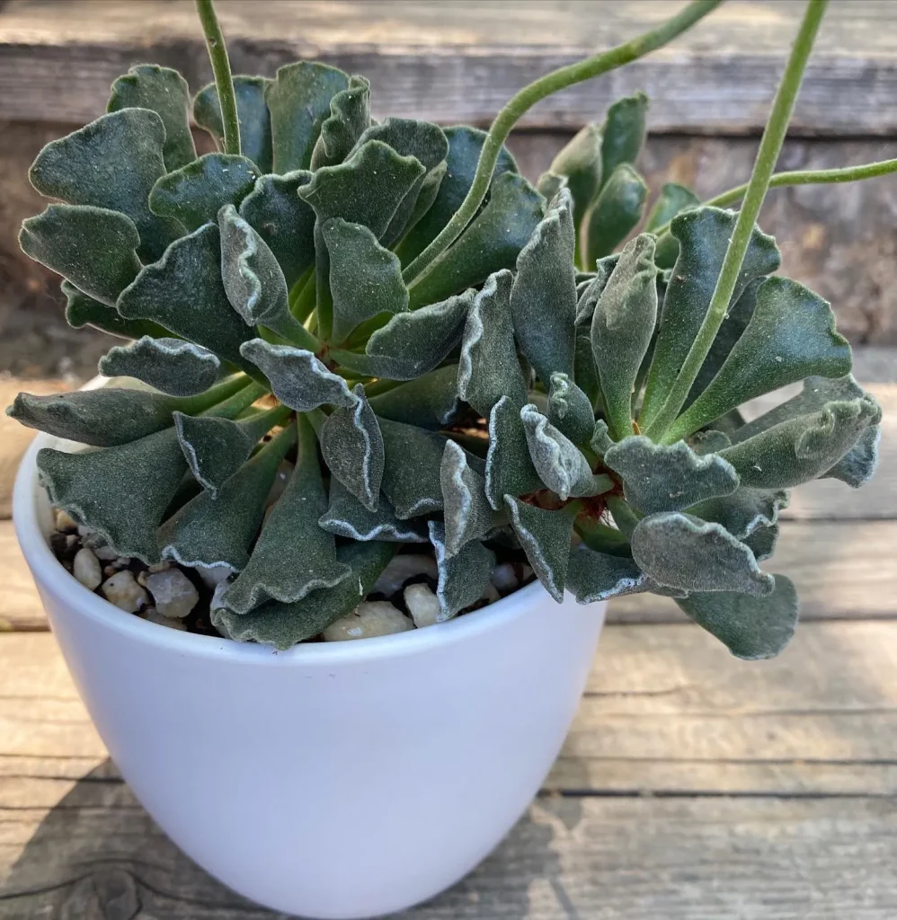 Adromischus Cristatus