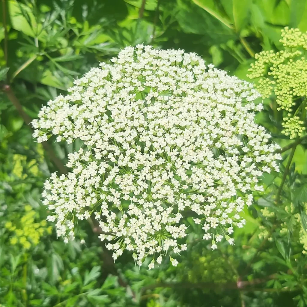 Aegopodium Podagraria