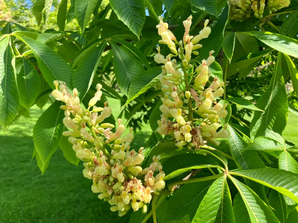 Aesculus Flava