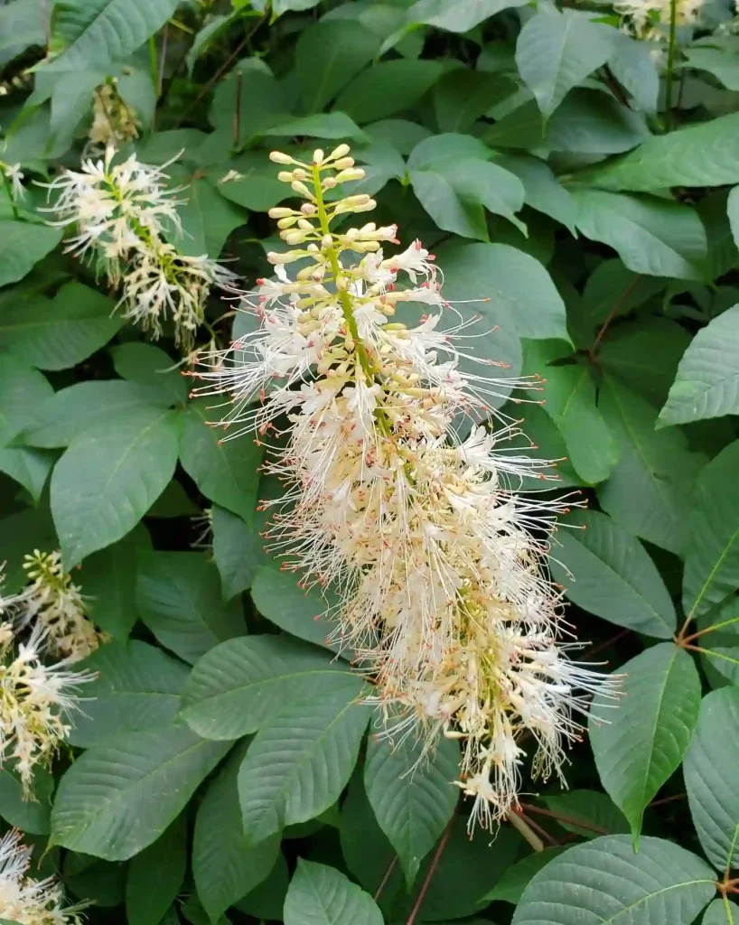 Aesculus Parviflora