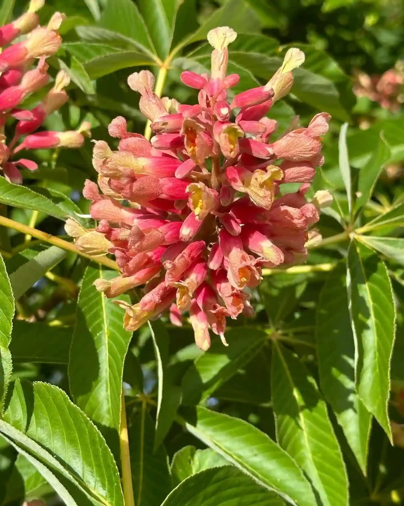 Aesculus Pavia