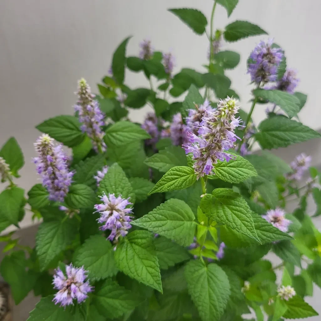 Agastache Rugosa