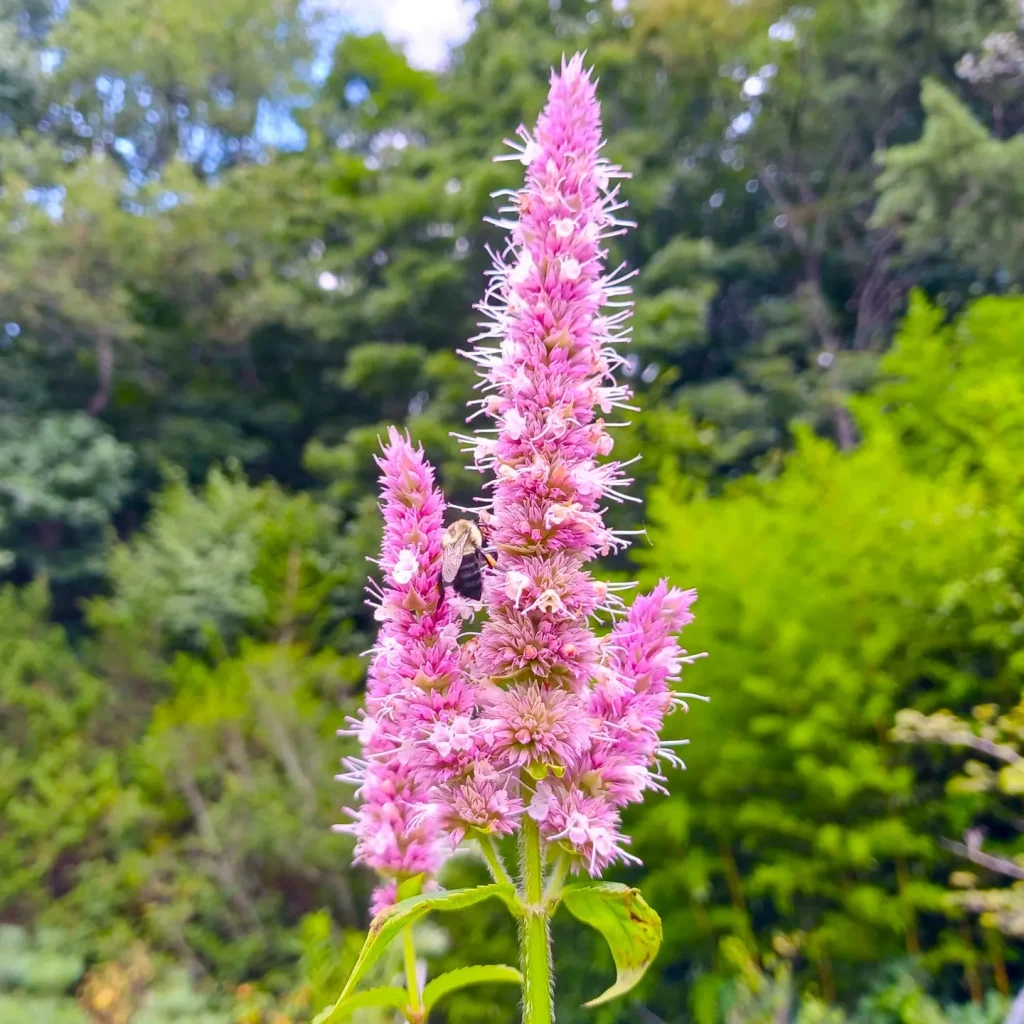 Agastache Scrophulariifolia