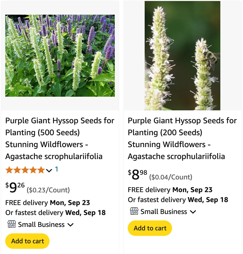 Agastache Scrophulariifolia | Monsteraholic