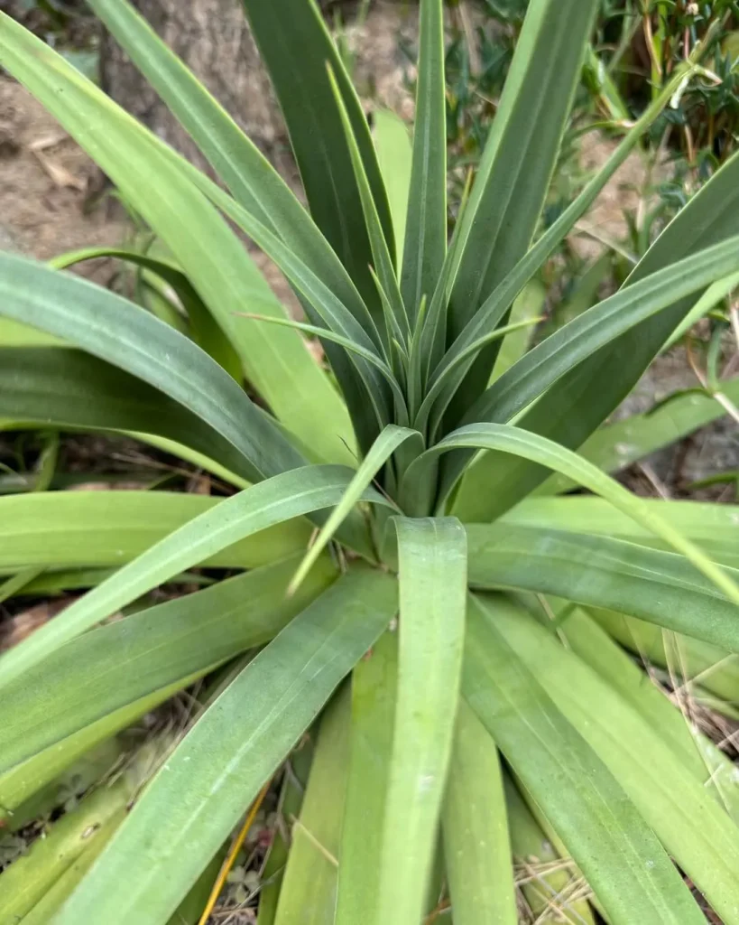 Agave Bracteosa