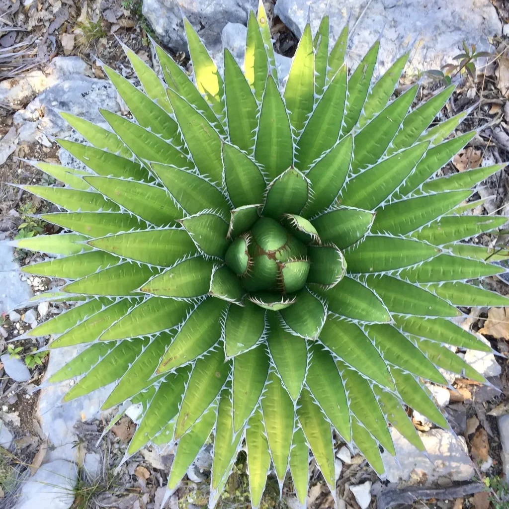 Agave Lechuguilla