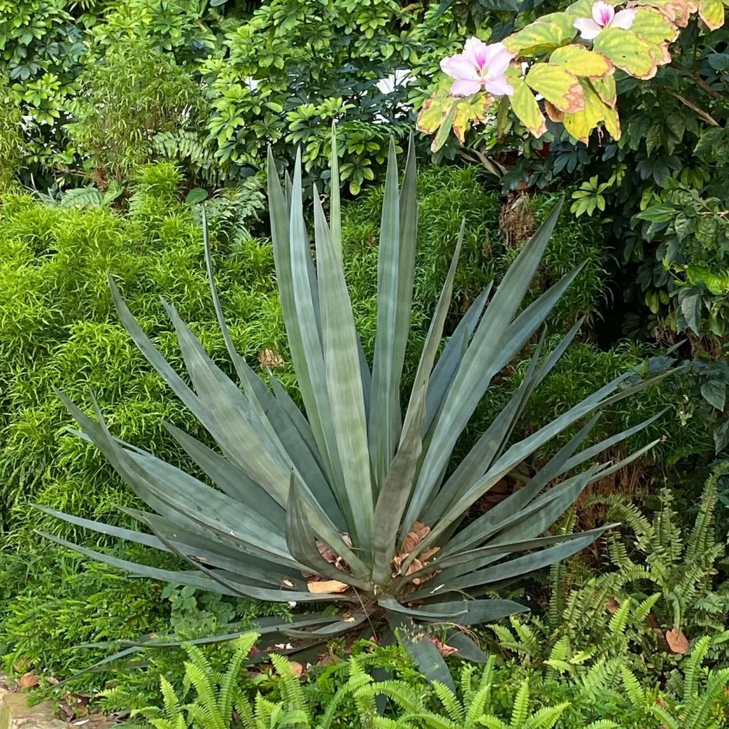 Agave Sisalana