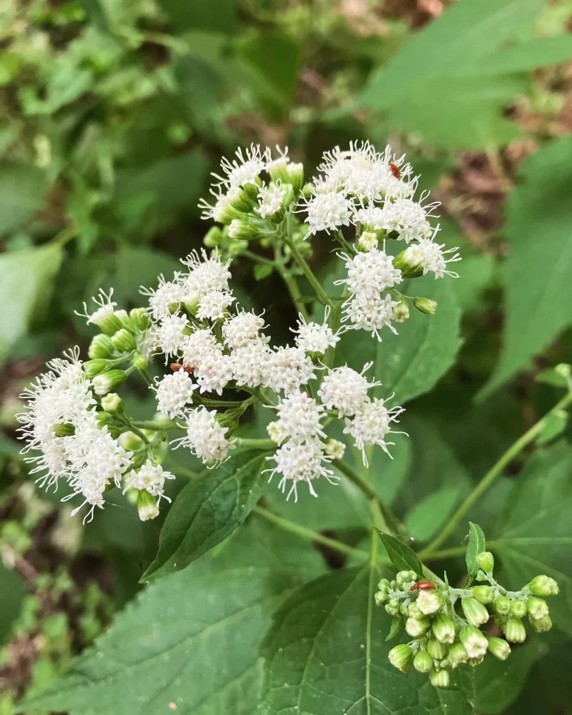 Ageratina Altissima