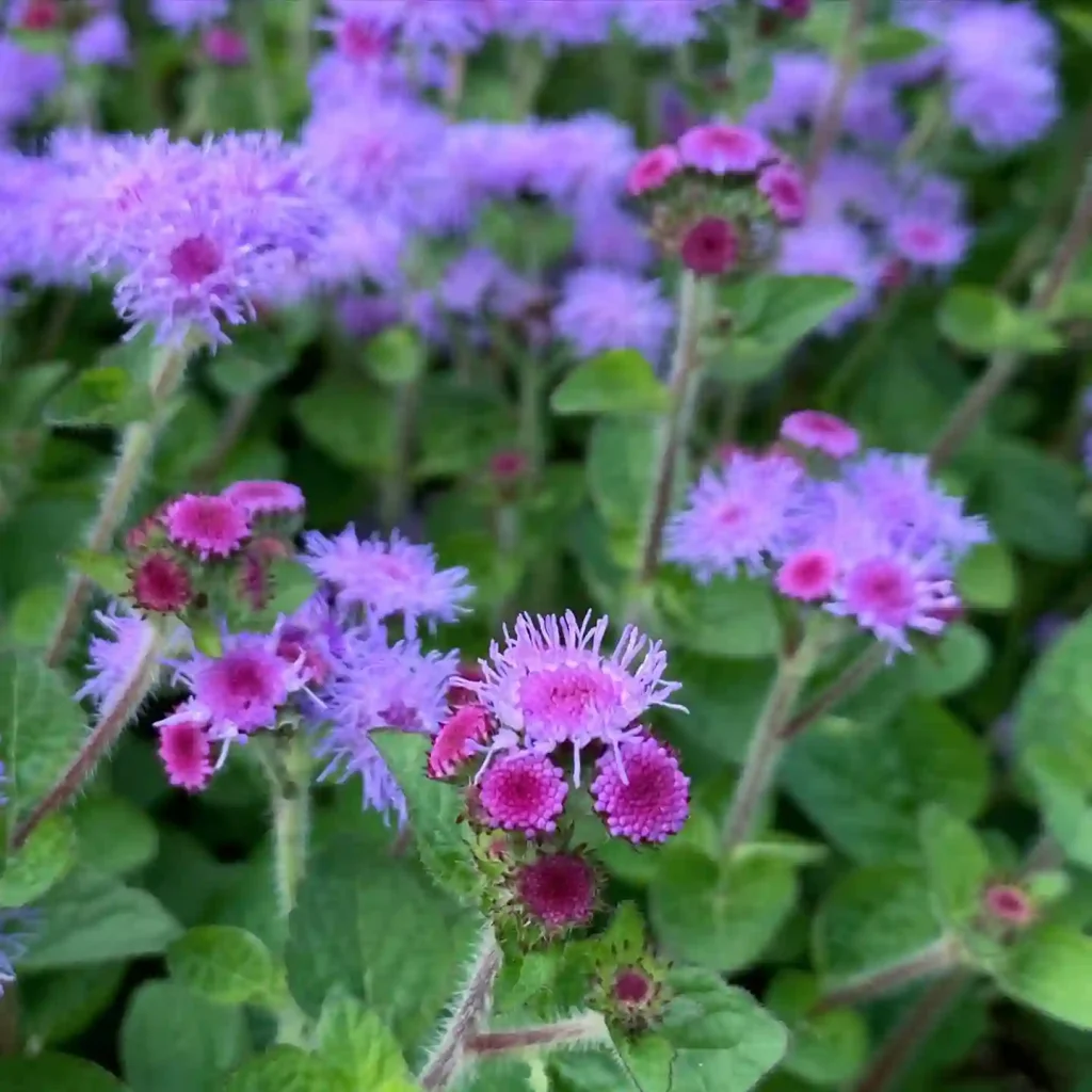 Ageratum Conyzoides