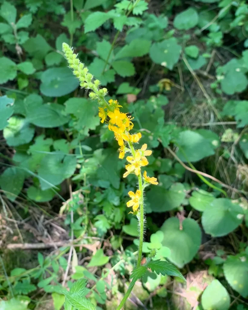 Agrimonia Eupatoria