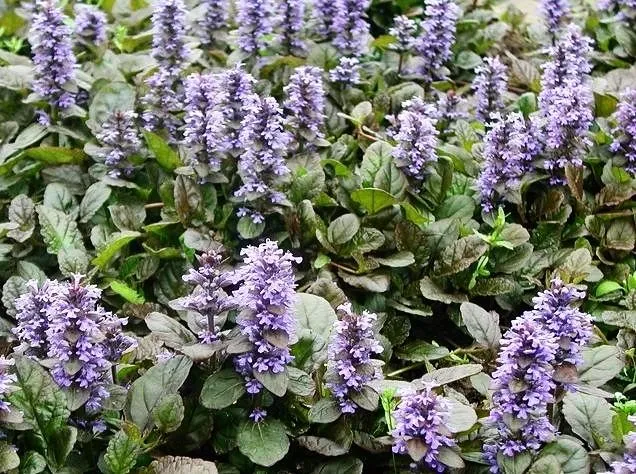 Ajuga Turkestanica