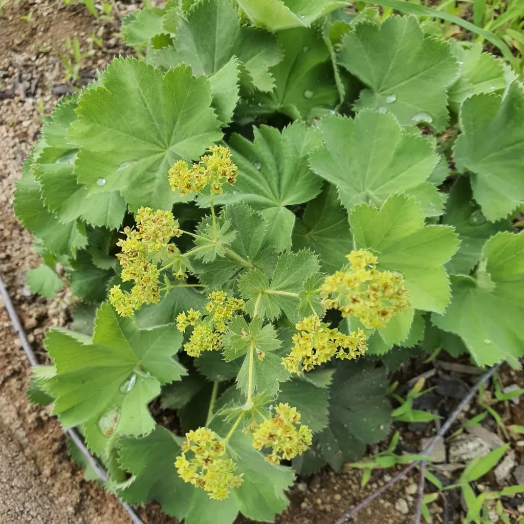 Alchemilla Vulgaris