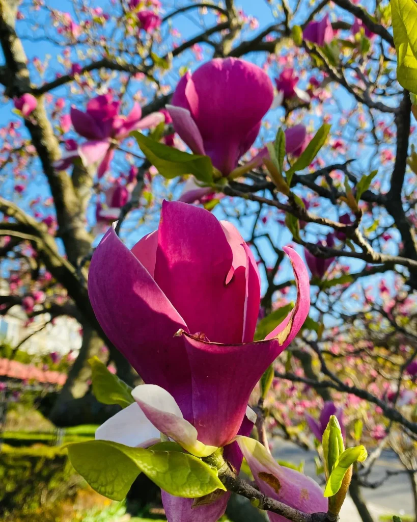 Alexandrina Magnolia