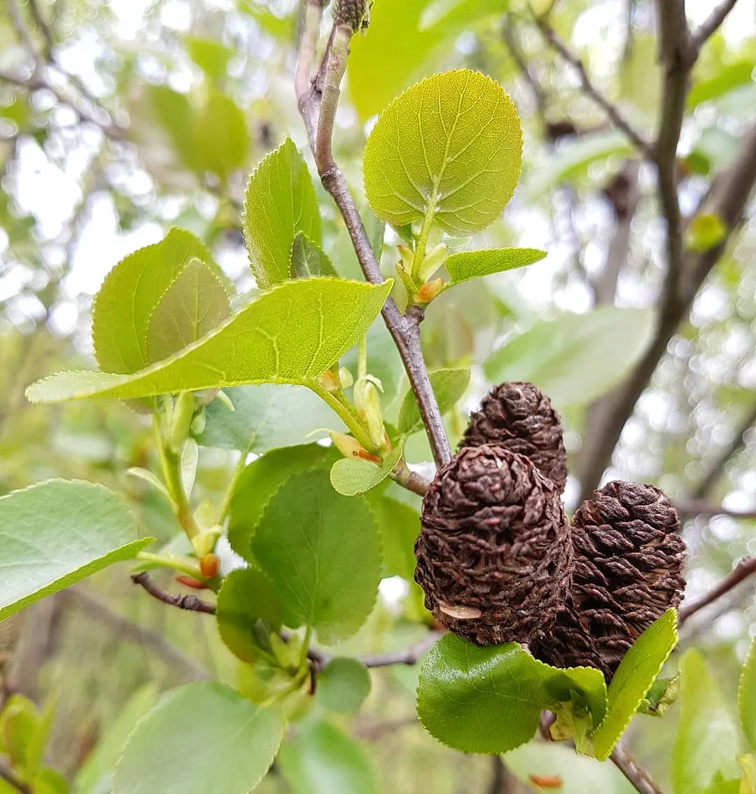 Plant FAQs: Alnus Glutinosa - Black Alder