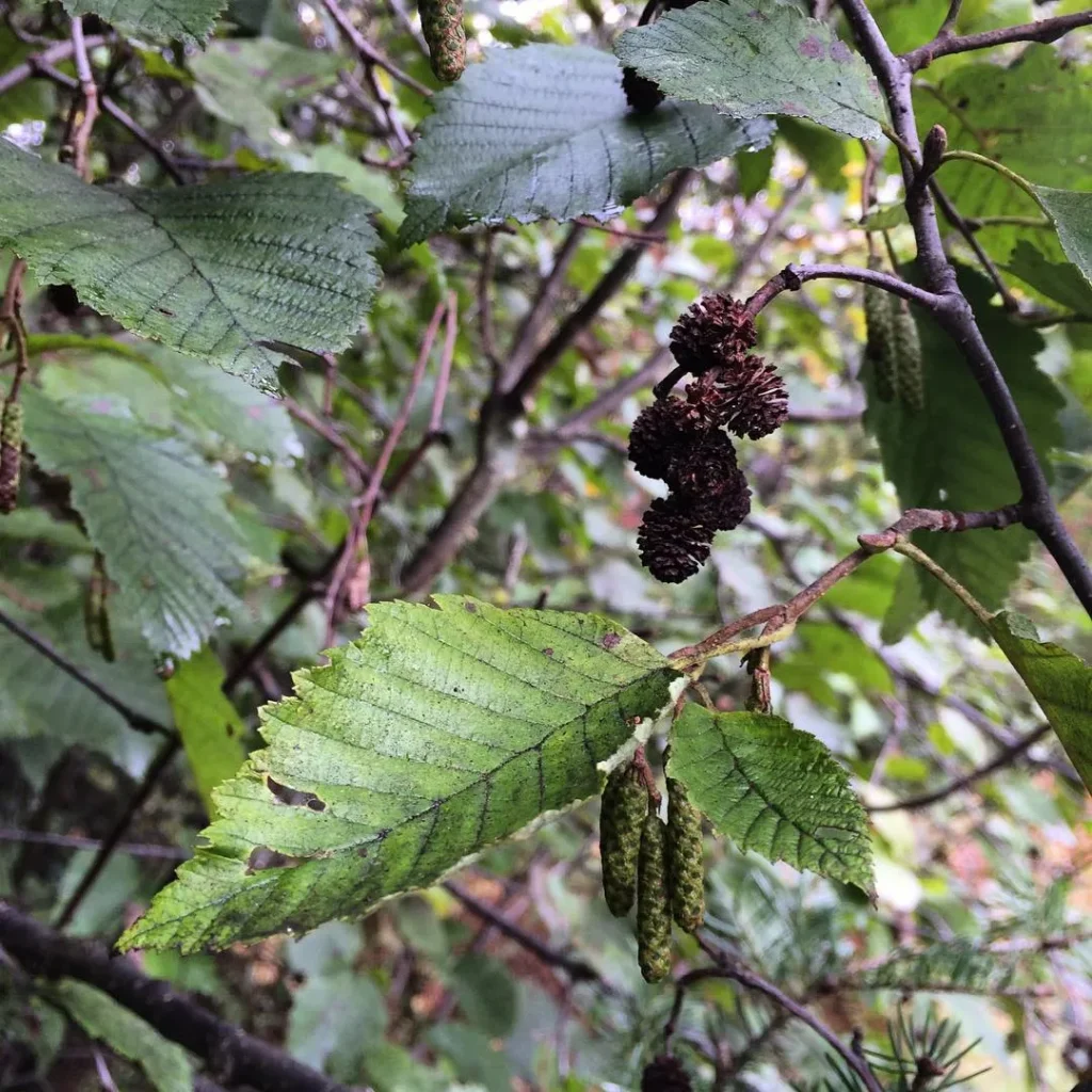 Alnus Incana