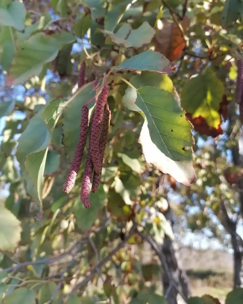 Alnus Rhombifolia