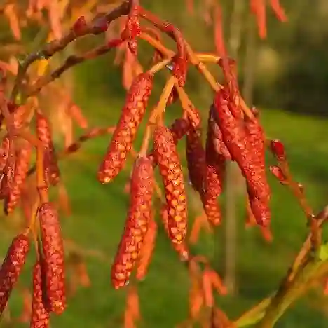 Alnus Rubra