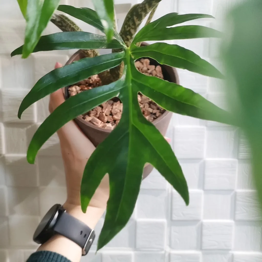 Alocasia Brancifolia