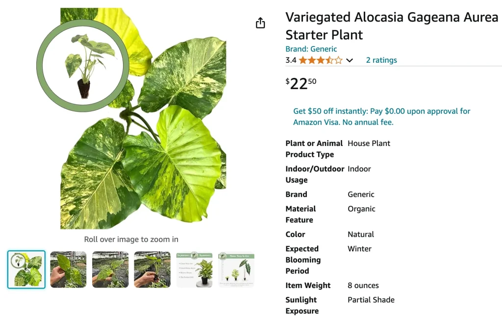 Alocasia Gageana | Monsteraholic